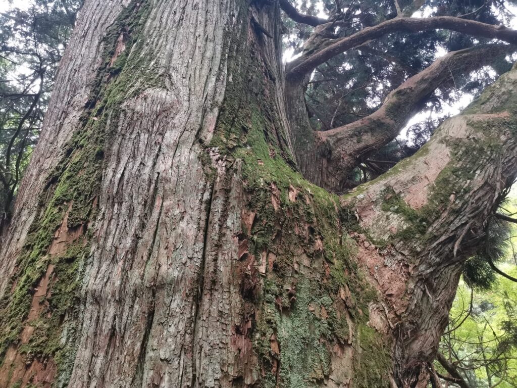檜峯神社 大スギ