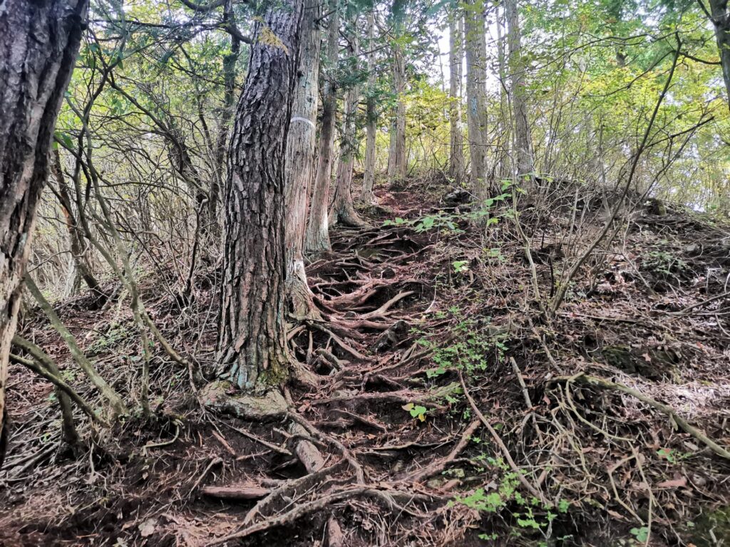 登山道 木の根