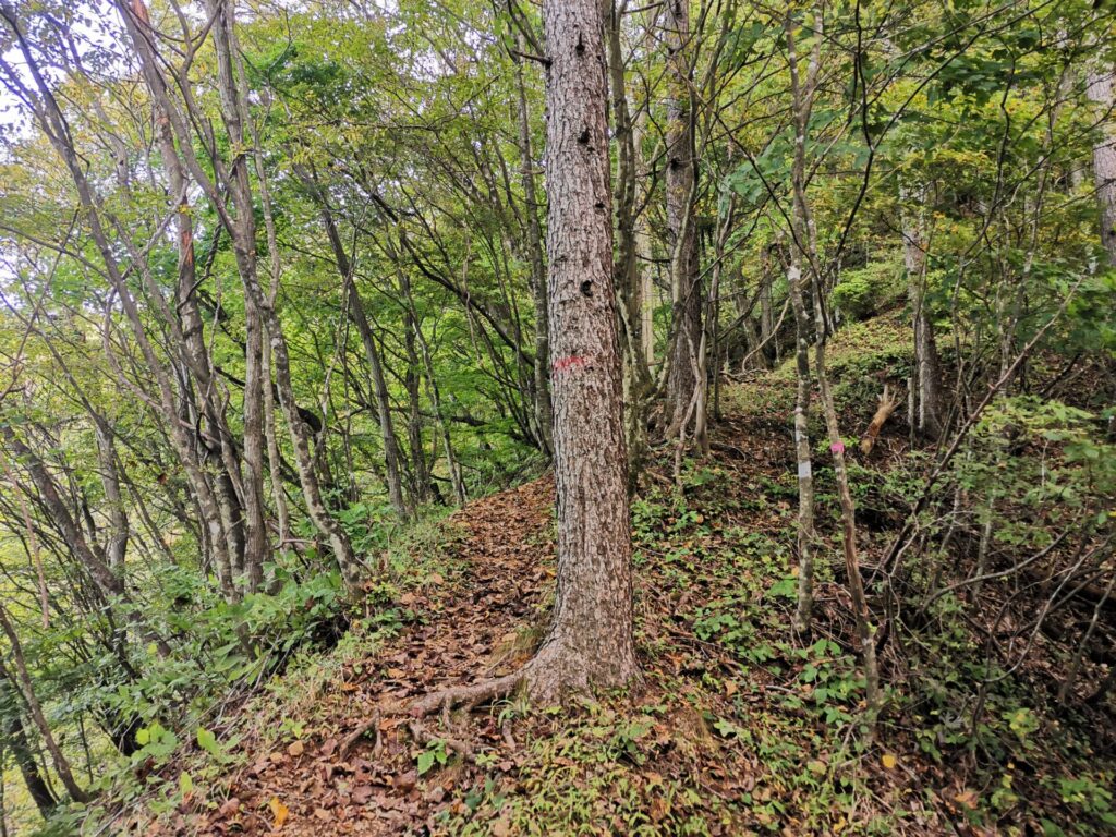 登山道 ピンクリボン