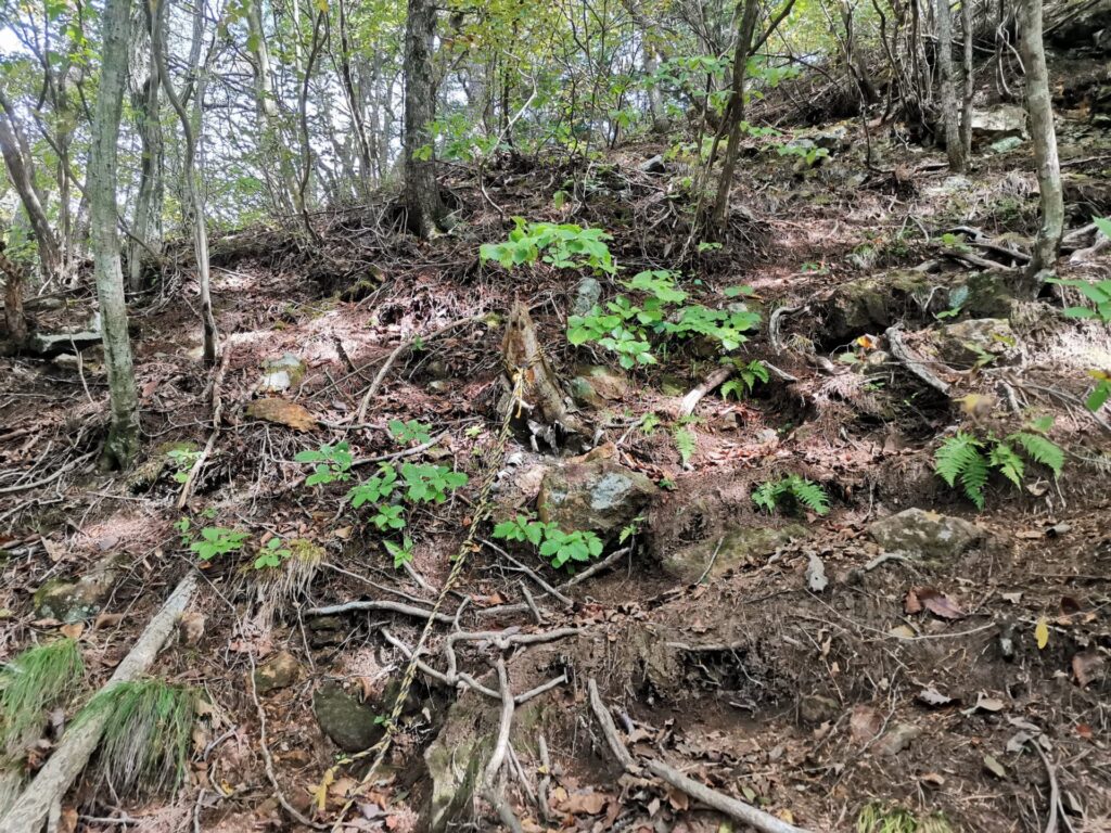 登山道 トラロープ