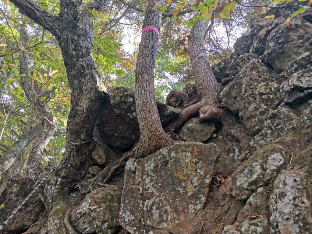 登山道 岩