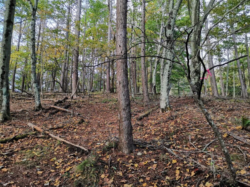 登山道 ピンクリボン