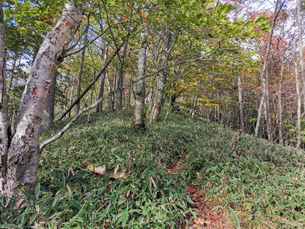 登山道 笹