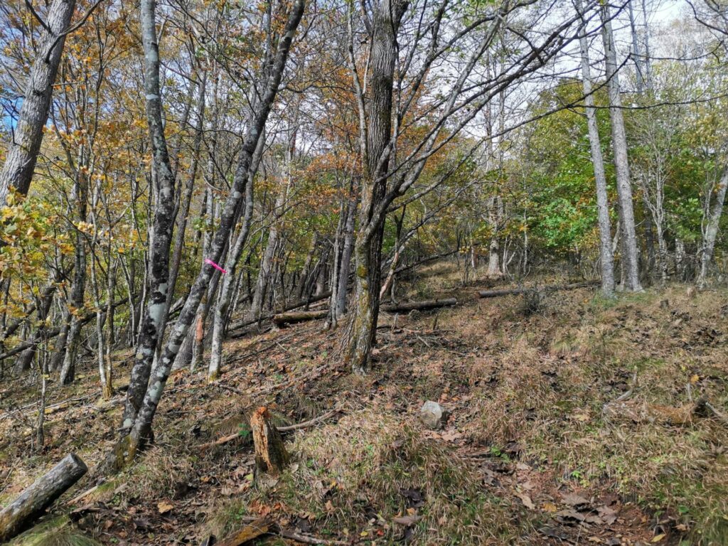 登山道 ピンクリボン