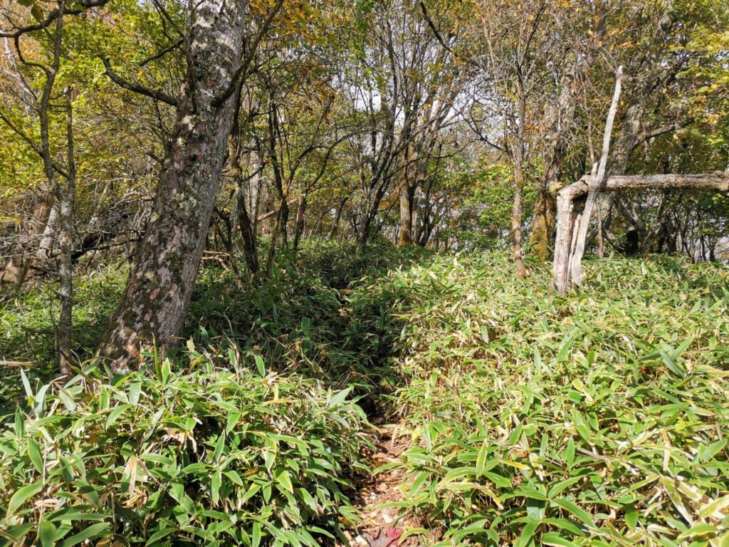 登山道 笹