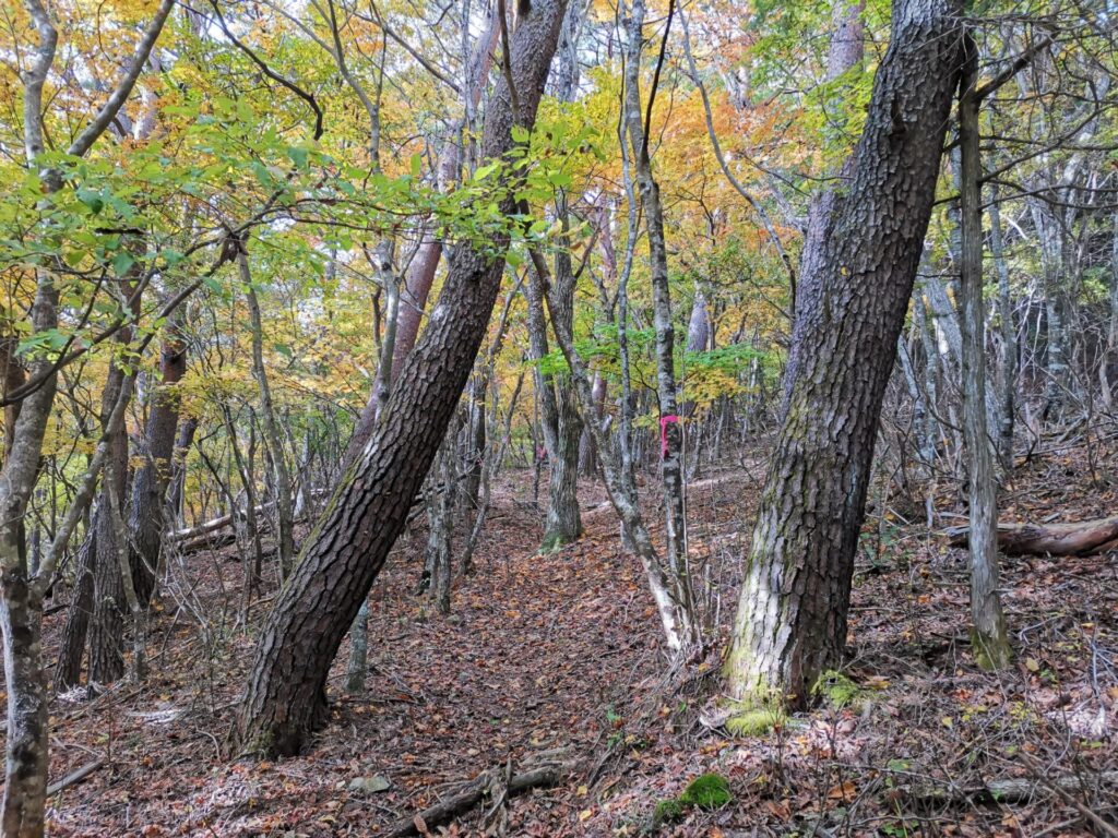 登山道 ピンクリボン
