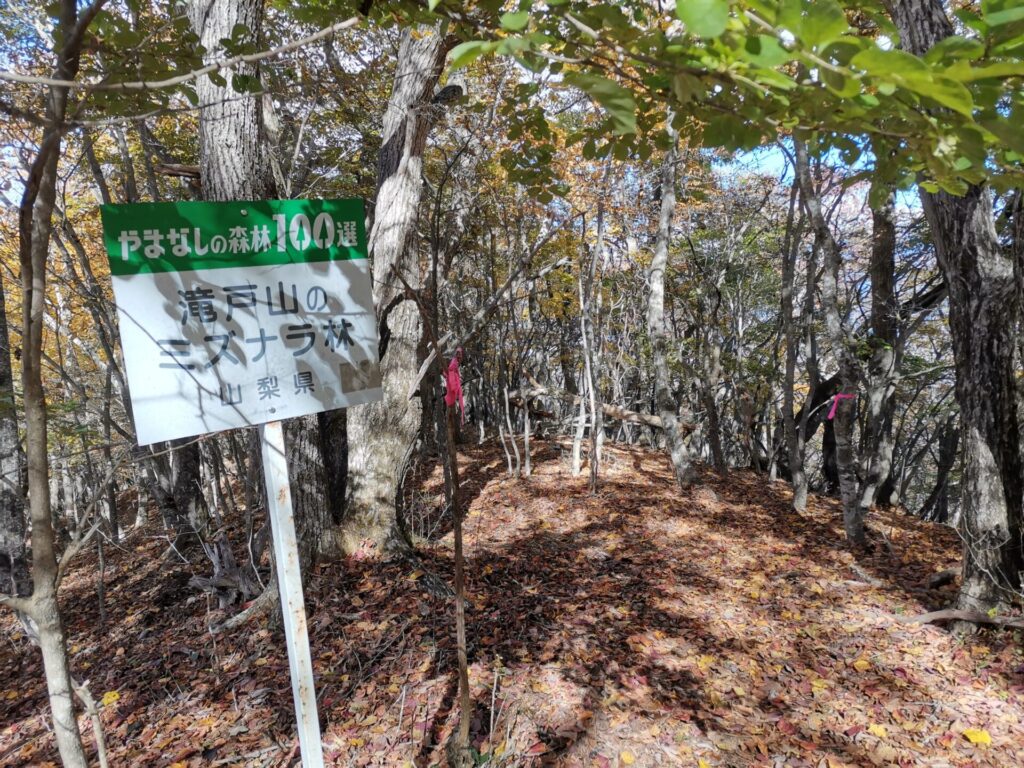 滝戸山 ミズナラ林