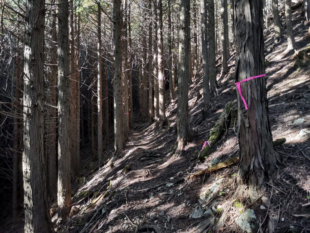 登山道 ピンクリボン