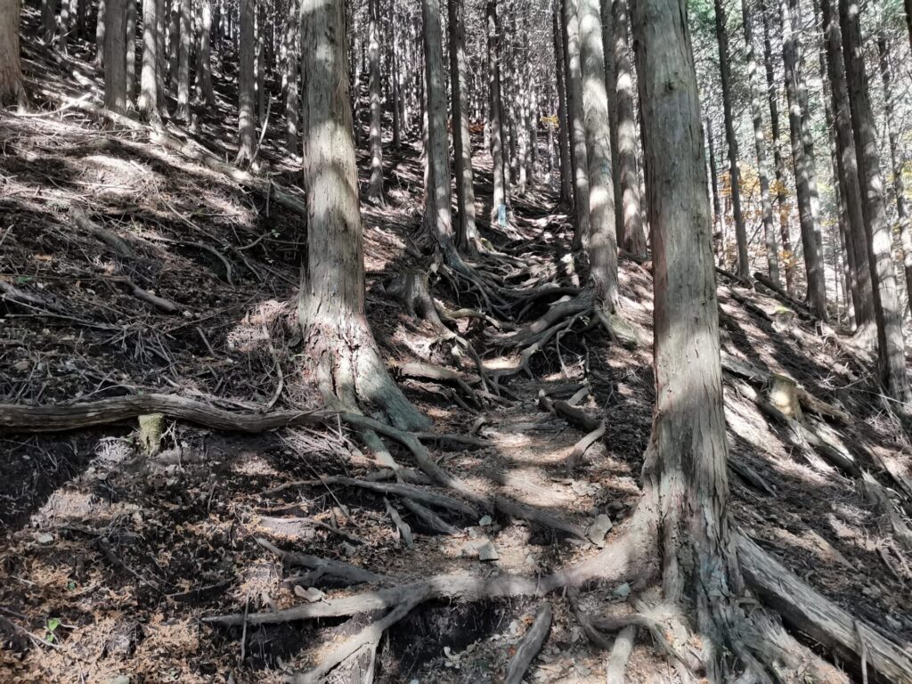 登山道 木の根