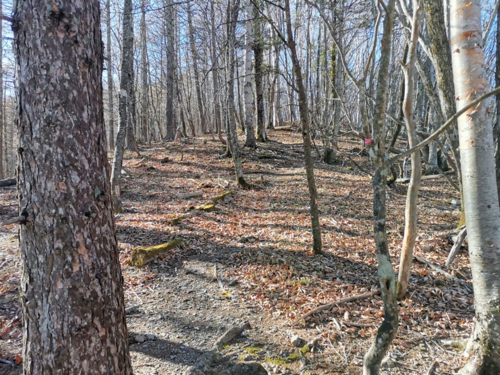 登山道 ピンクリボン