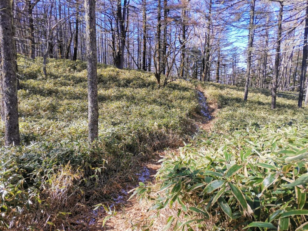 登山道 笹