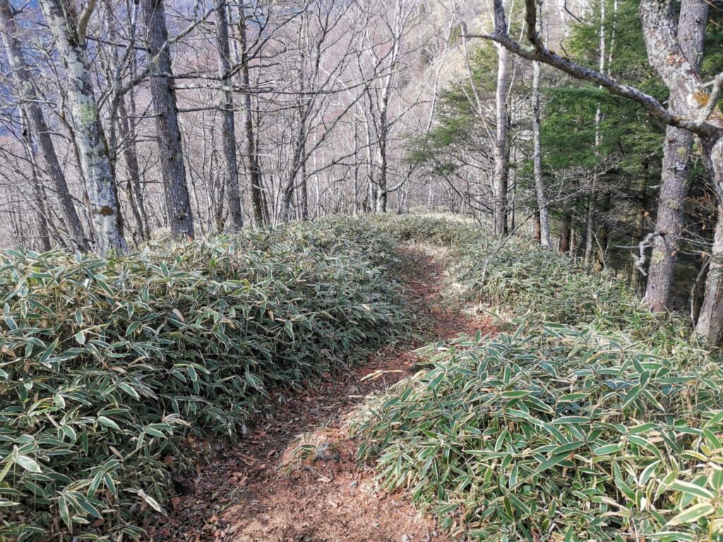 登山道 笹