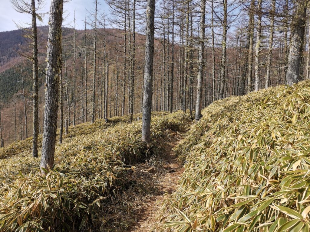 登山道 笹