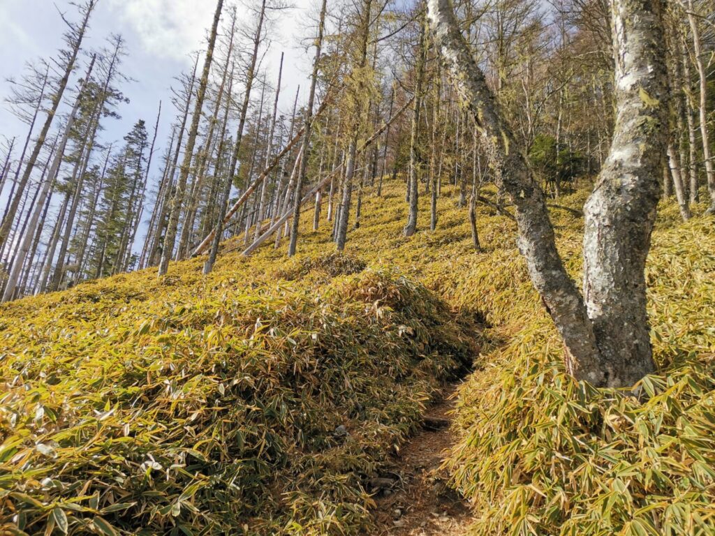 登山道 笹