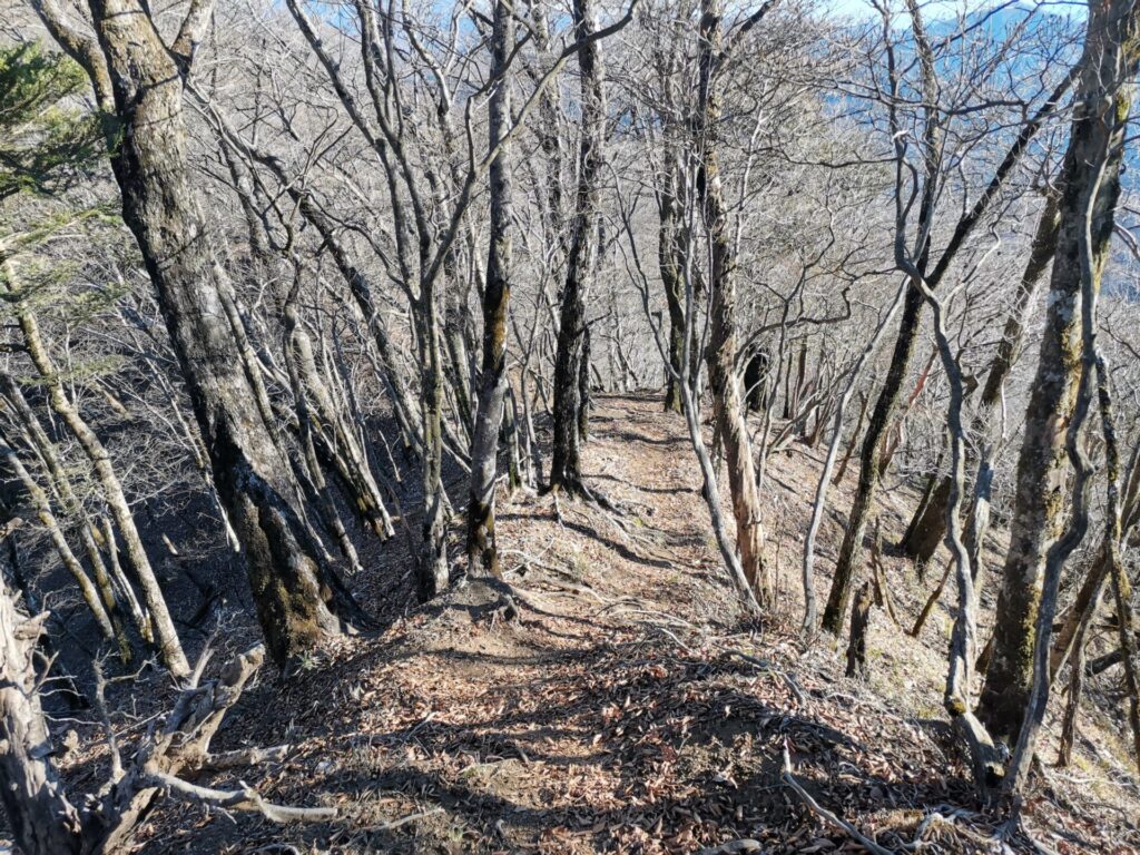 登山道