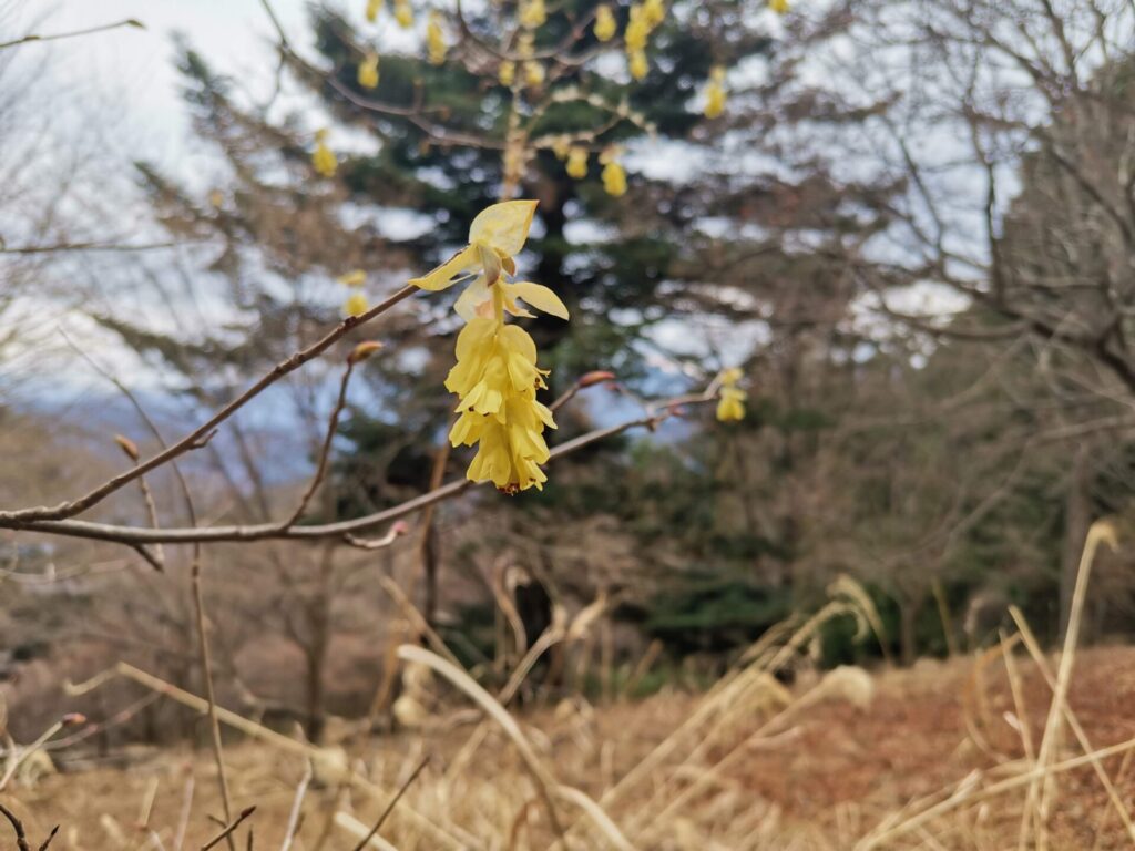 ヒュウガミズキ