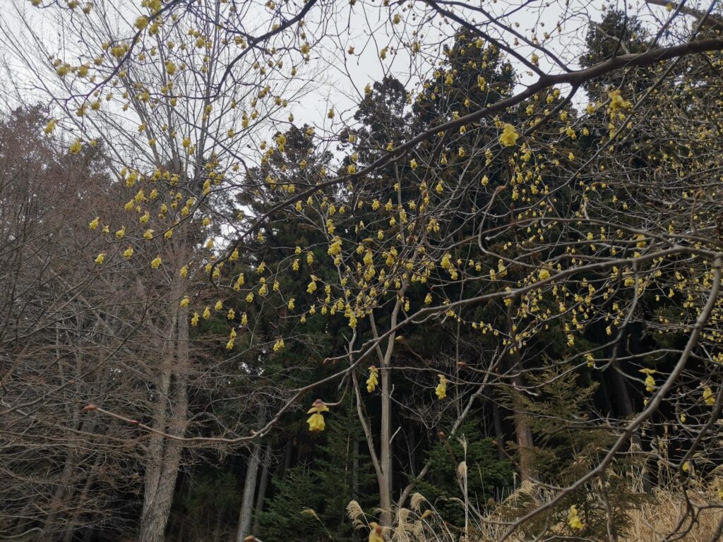 ヒュウガミズキ