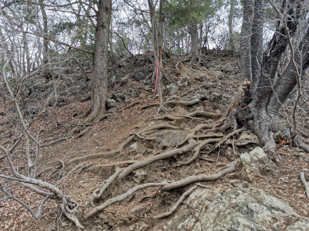 登山道 木の根