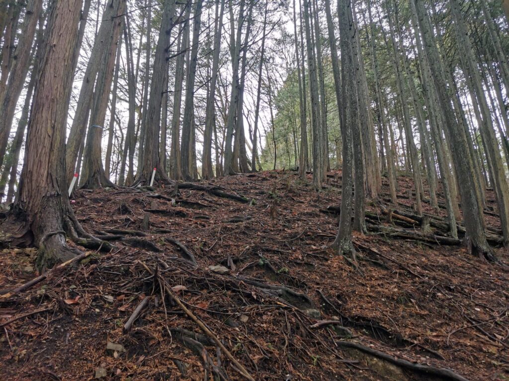 登山道 木の根