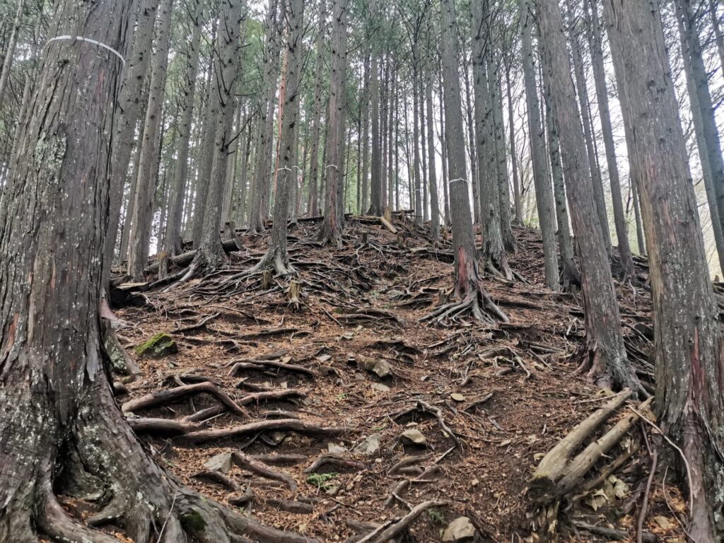 登山道 木の根