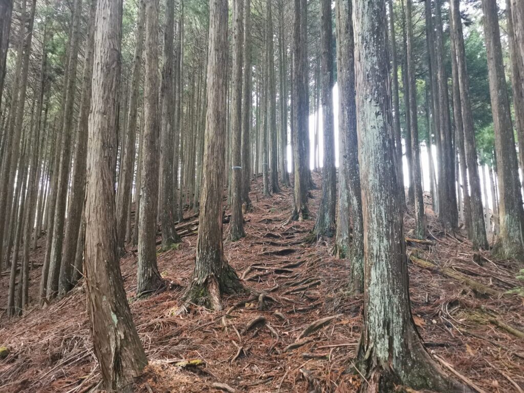 登山道