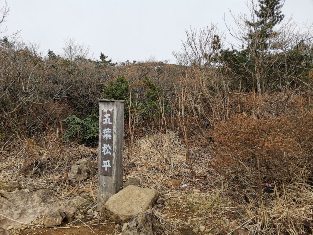 五葉松平