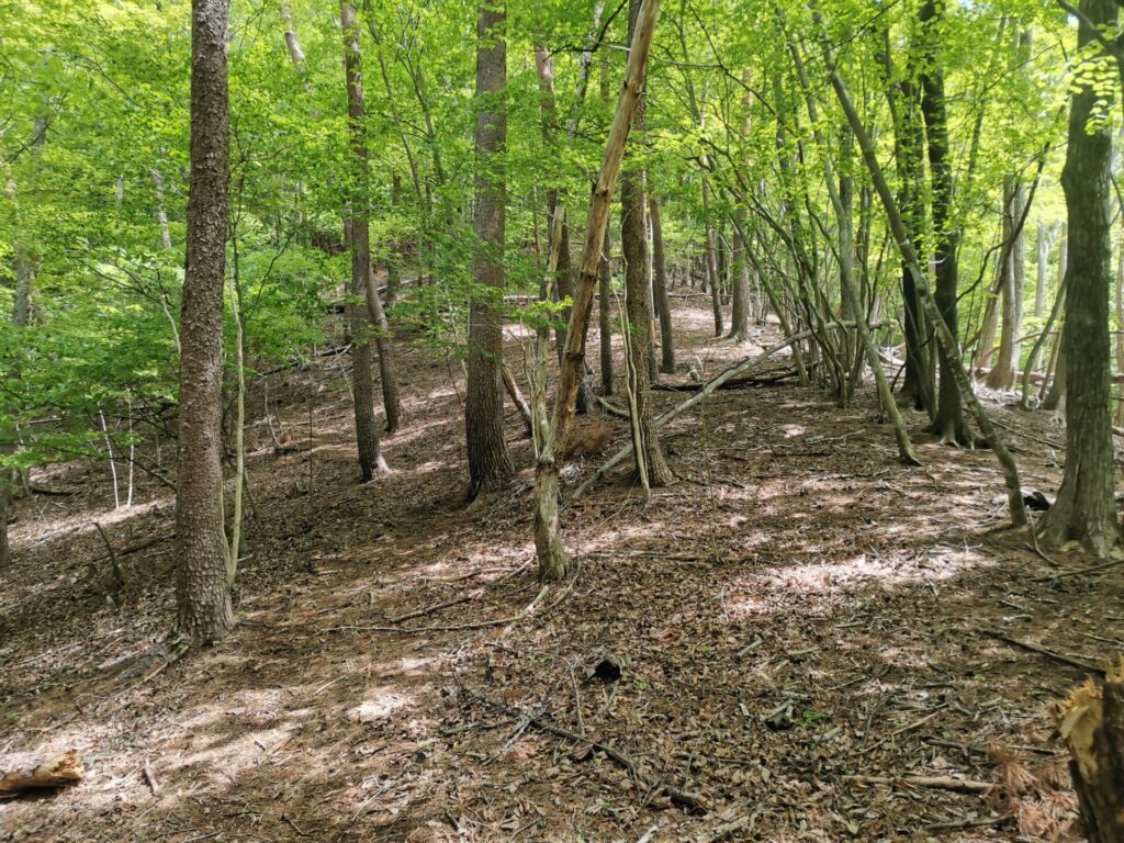 登山道