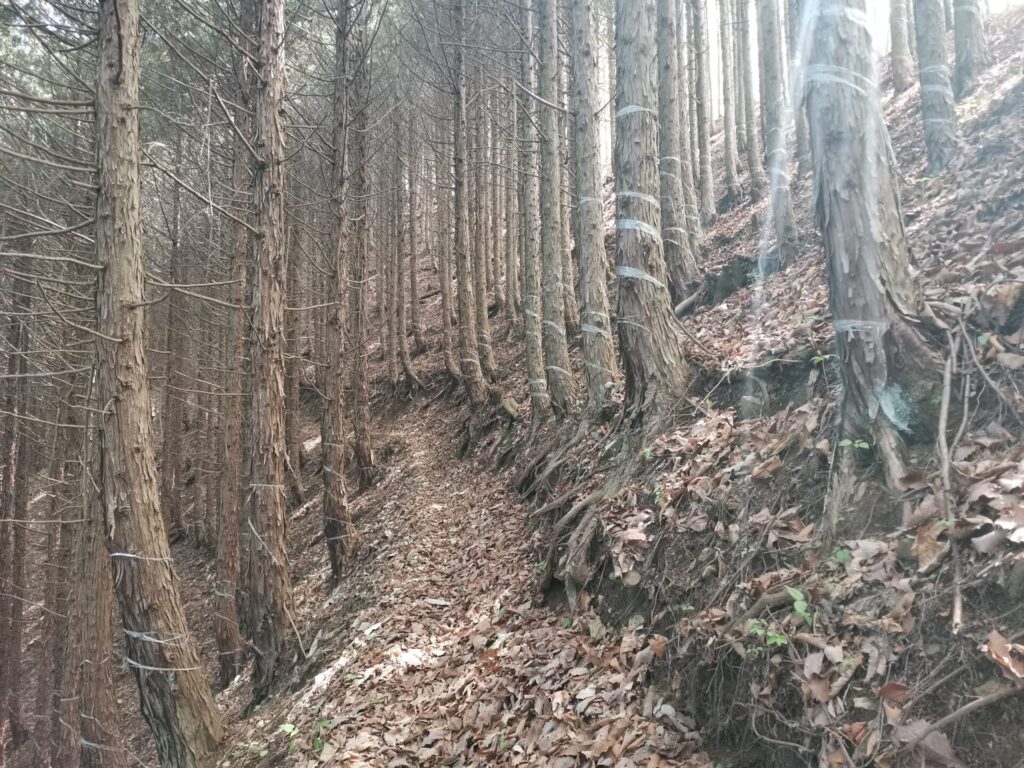 登山道