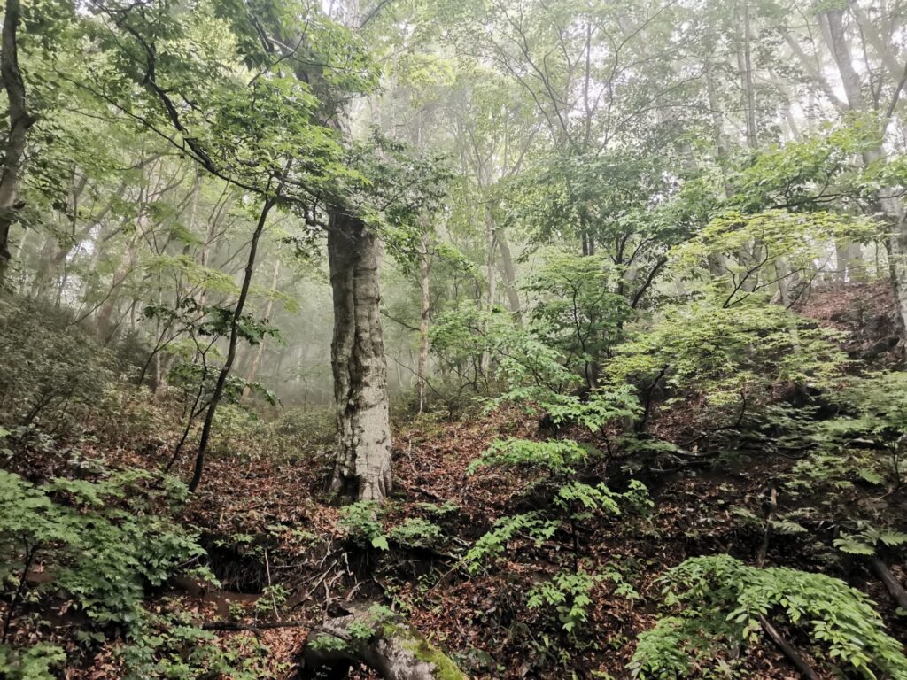 樹木