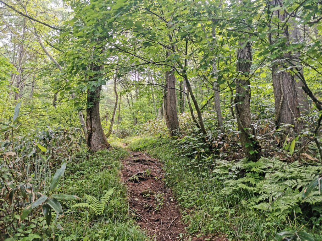 登山道