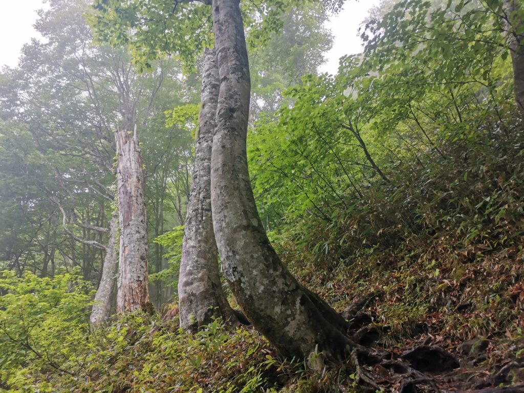 登山道 木