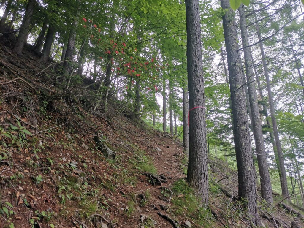 登山道
