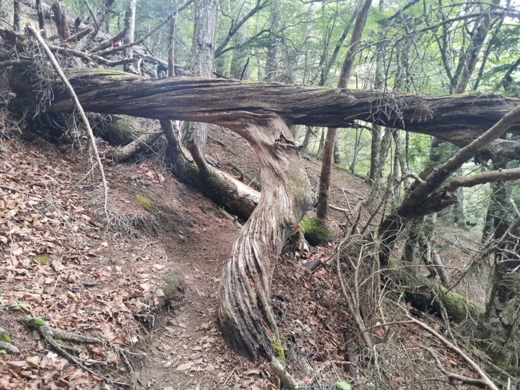 登山道 倒木