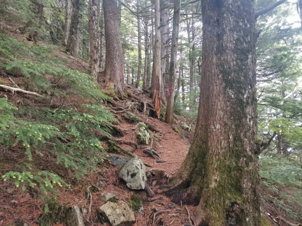登山道