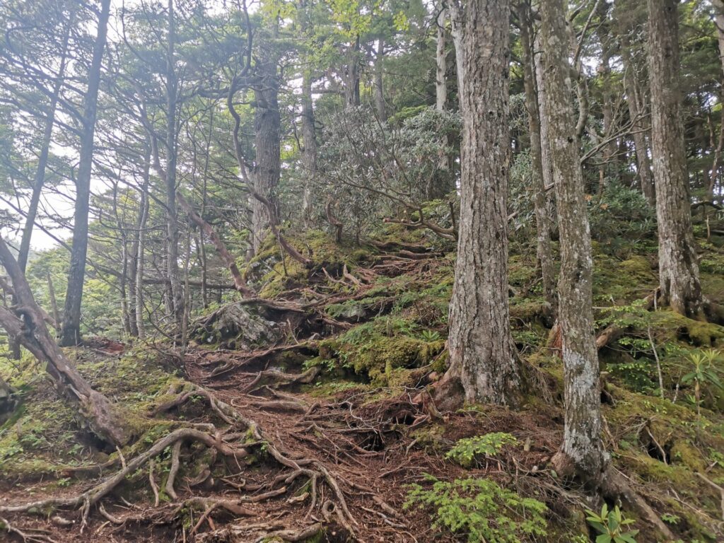 登山道 木の根
