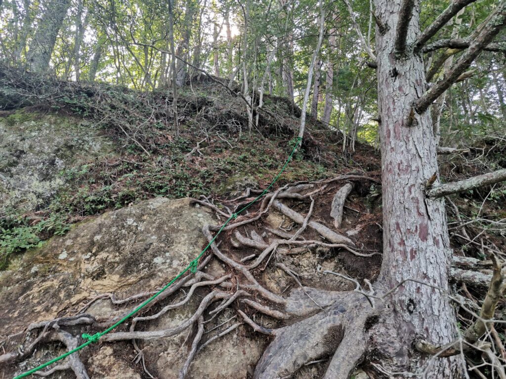 登山道 木の根