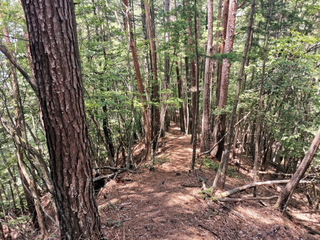 登山道