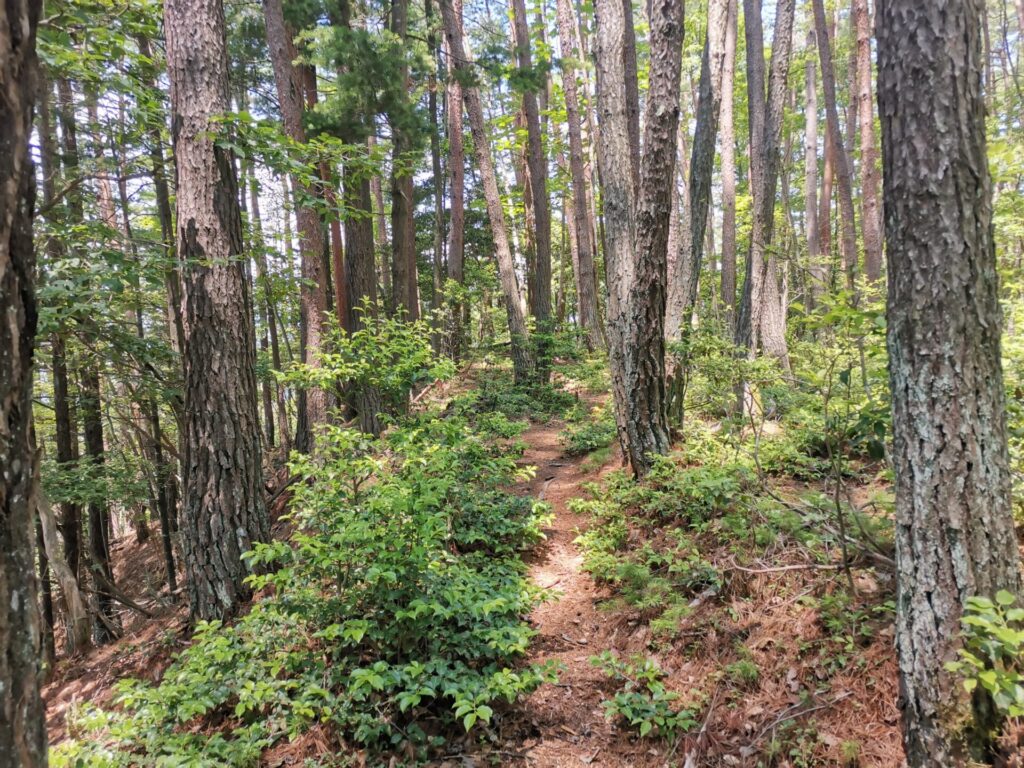 登山道