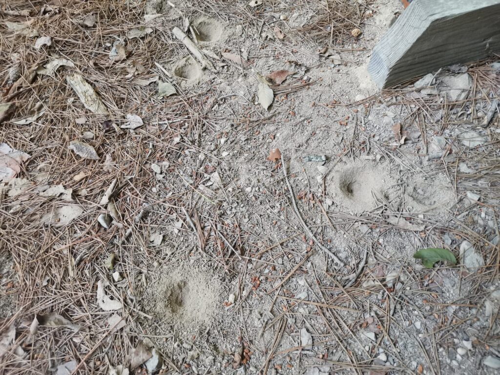 蟻地獄
