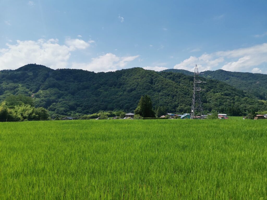 山 稲