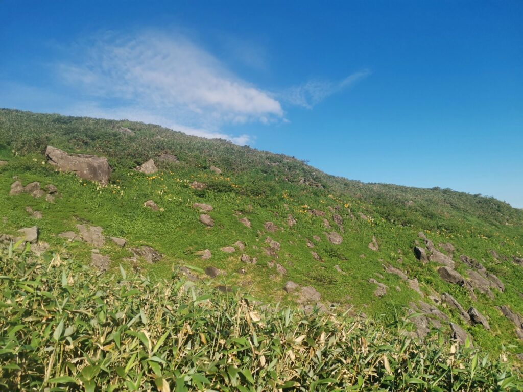 鳥海山 花