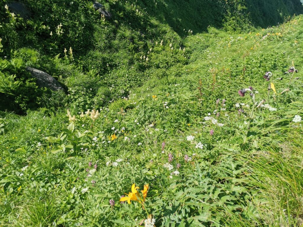 登山道 花